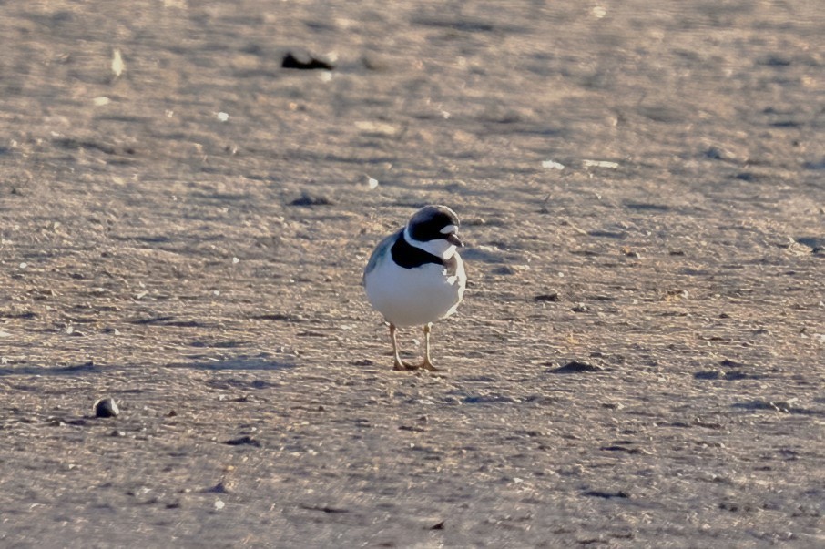 Semipalmated Plover - ML617275086