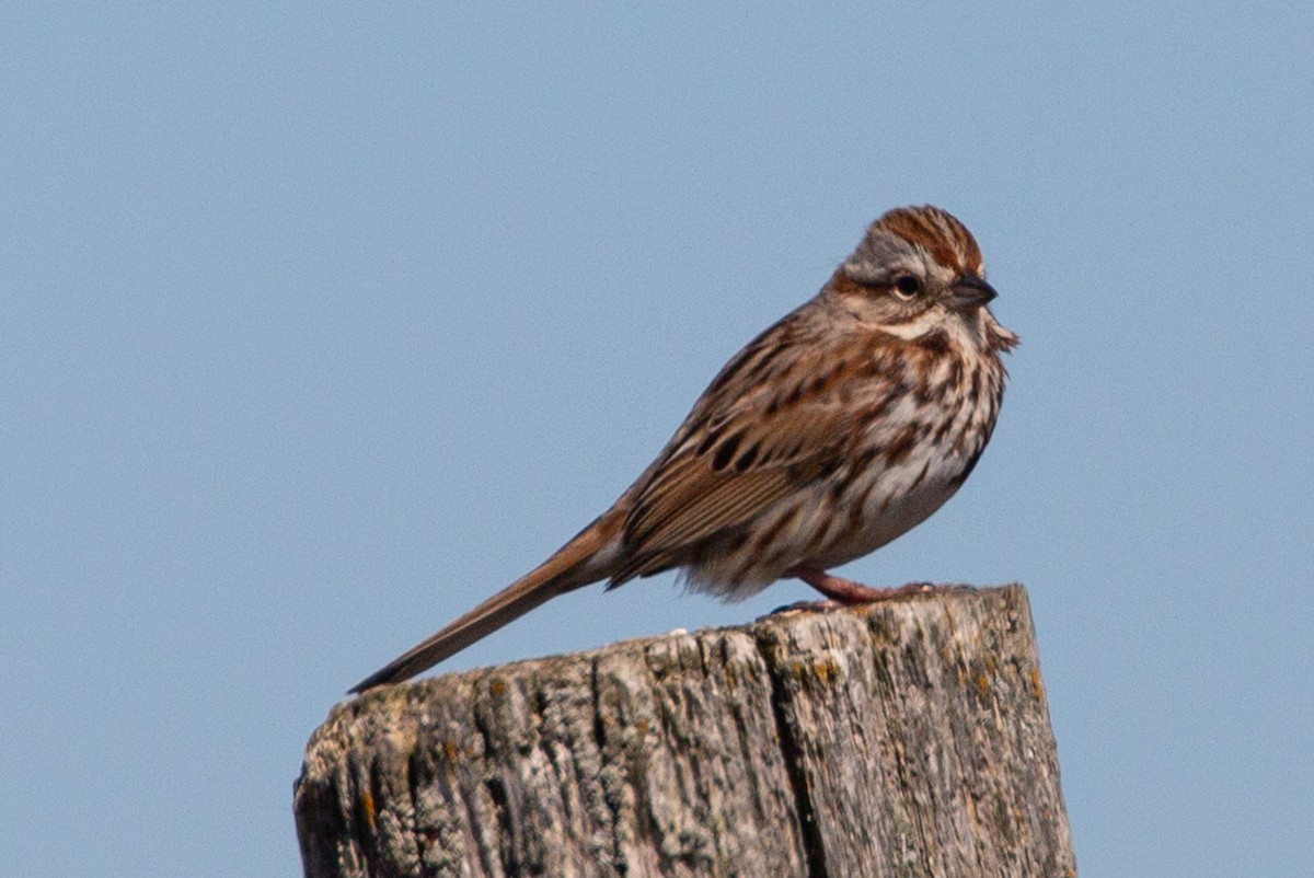 Song Sparrow - Janis Grant