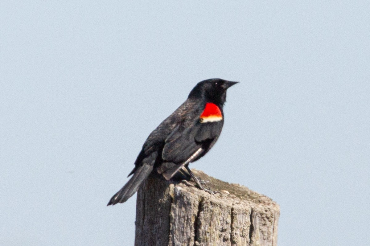 Red-winged Blackbird - Janis Grant