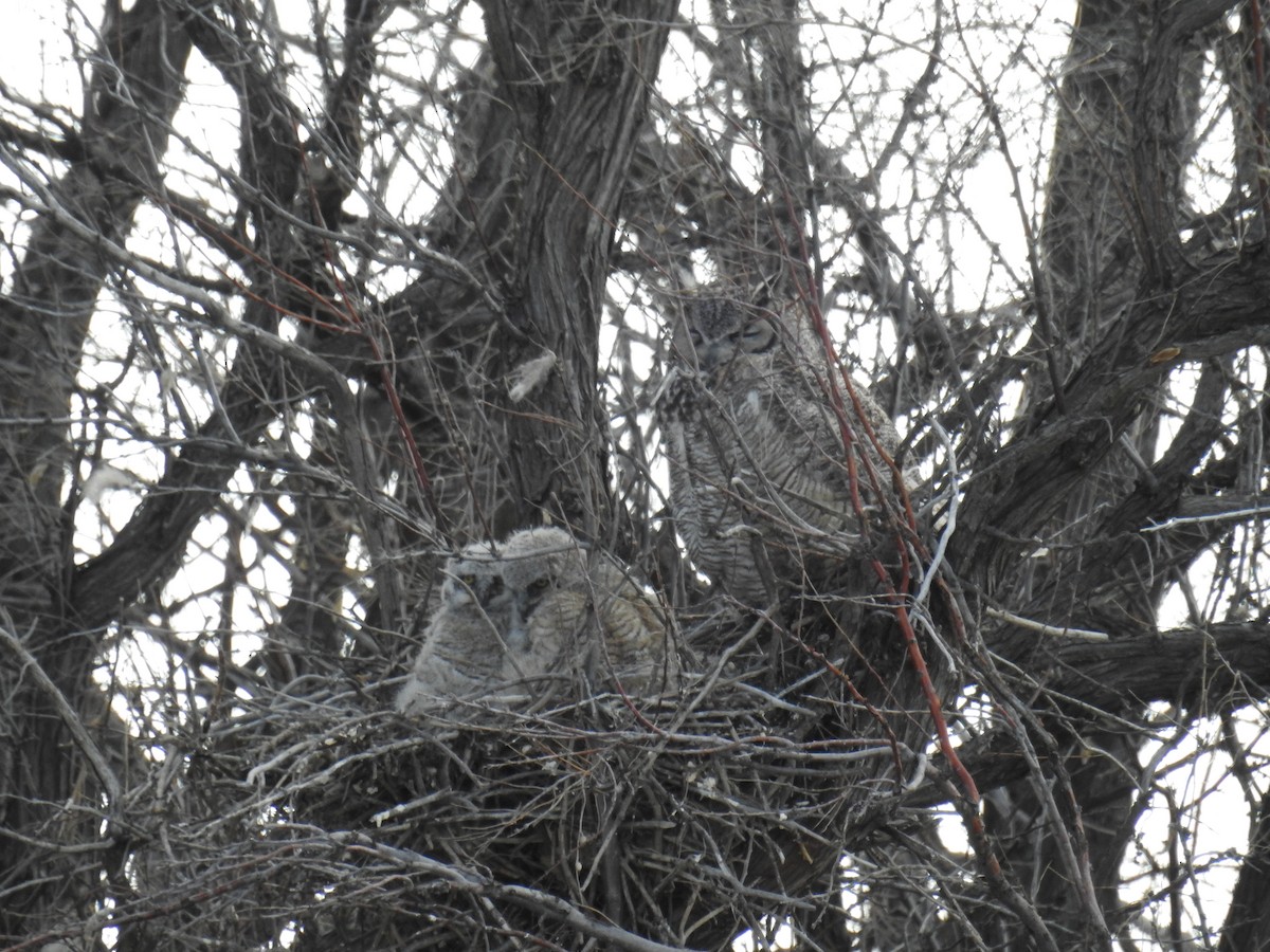 Great Horned Owl - ML617275357