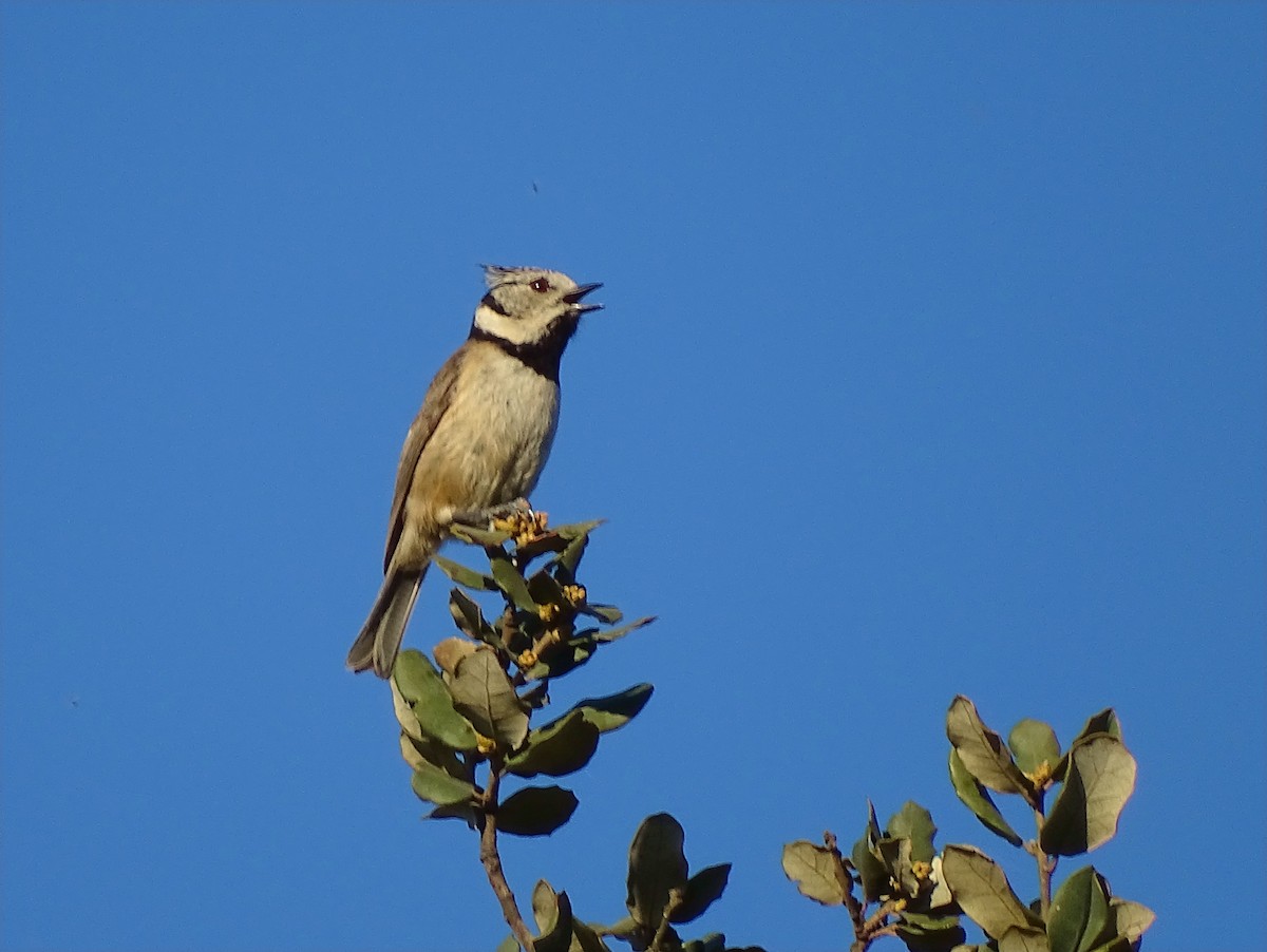 Crested Tit - ML617275365