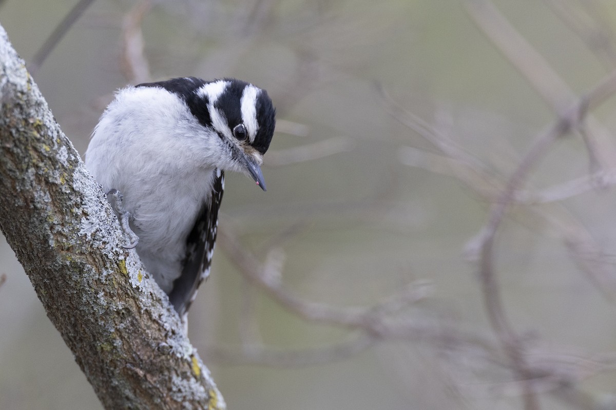 Downy Woodpecker (Eastern) - ML617275372