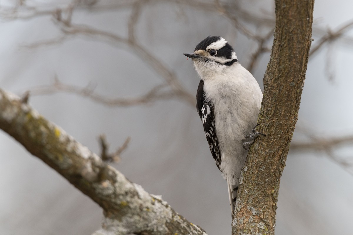 Downy Woodpecker (Eastern) - ML617275373