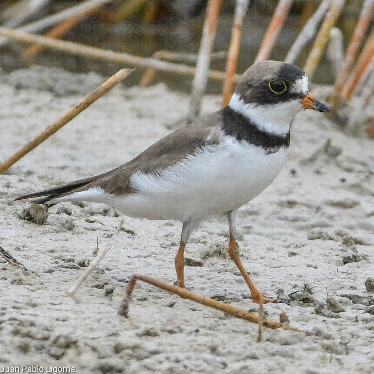 Semipalmated Plover - ML617275395