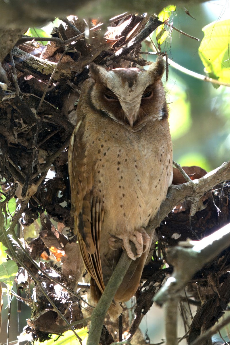 White-fronted Scops-Owl - ML617275463