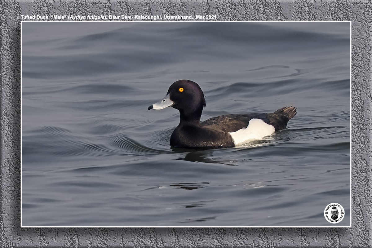 Tufted Duck - ML617275797