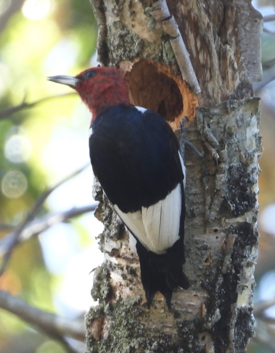 Red-headed Woodpecker - ML617275857