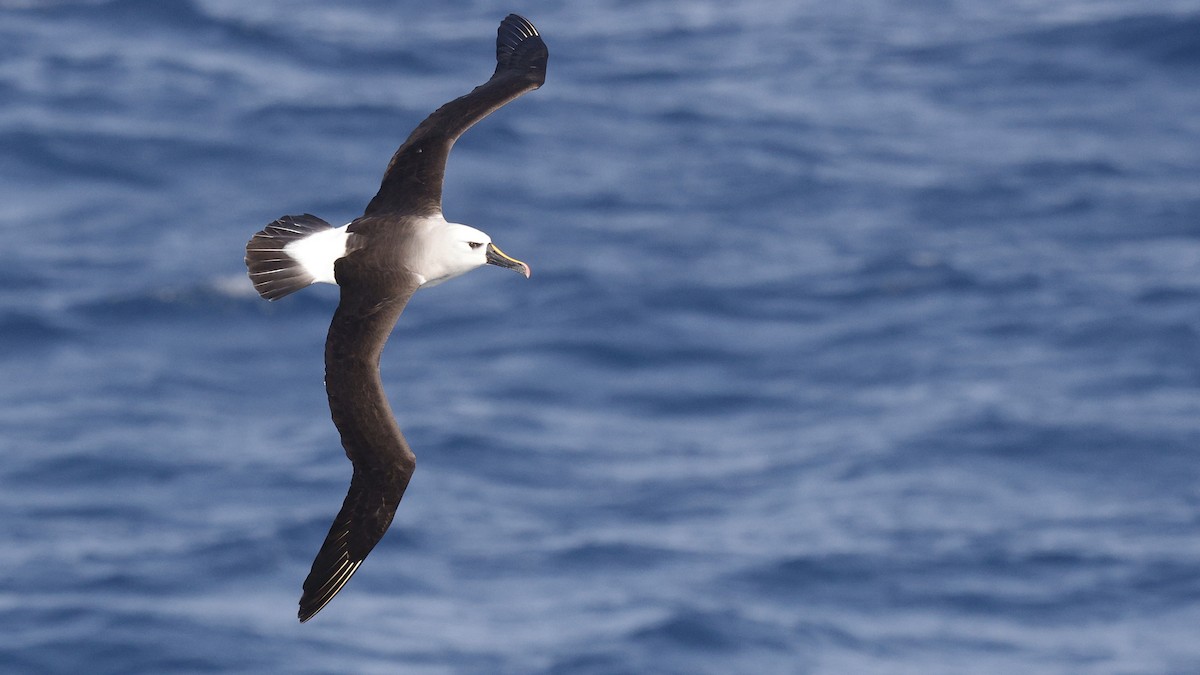Atlantic Yellow-nosed Albatross - Ian L Jones