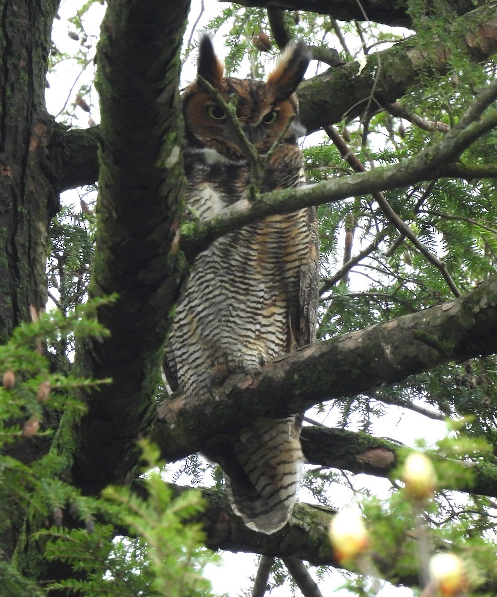 Great Horned Owl - ML617276064