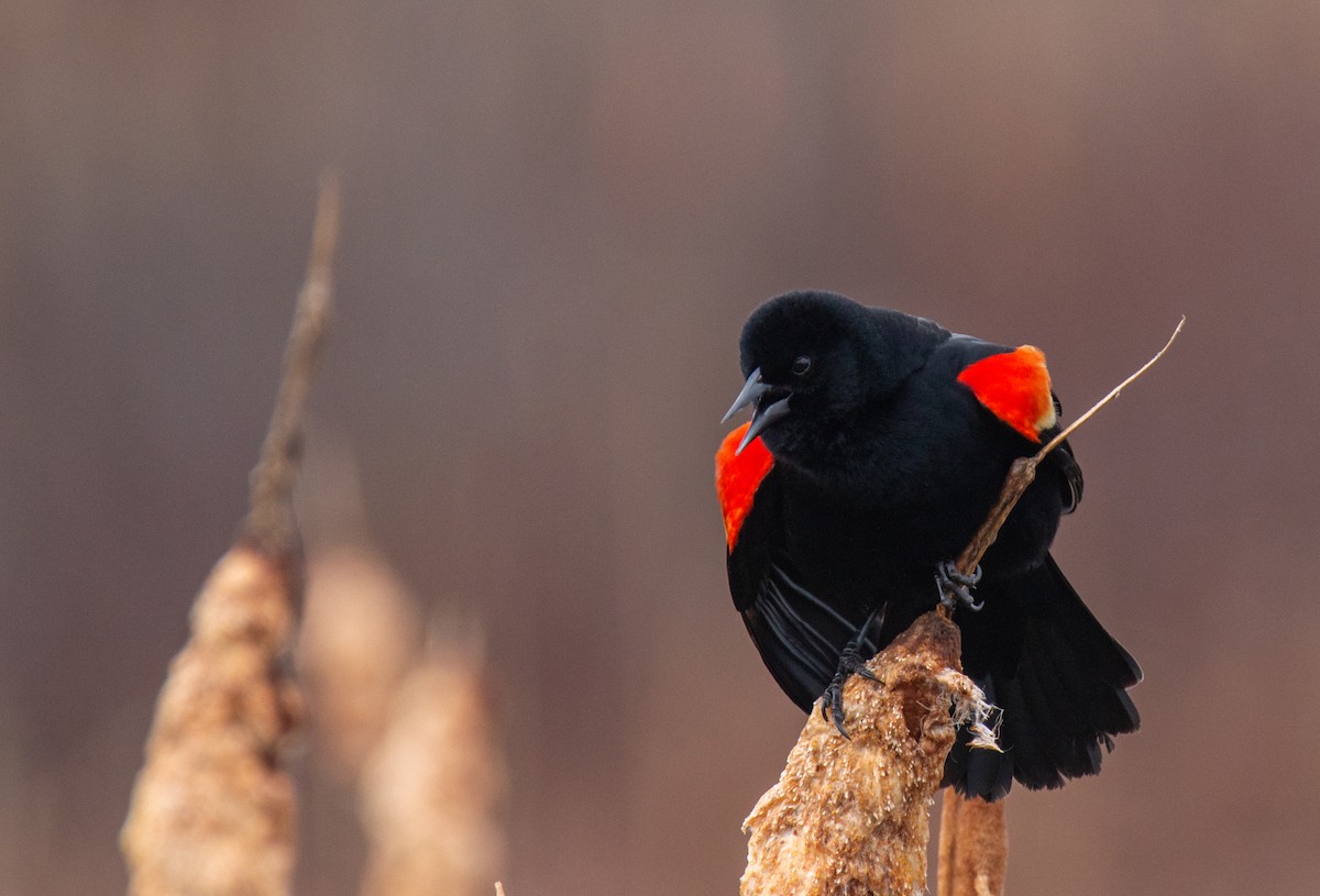 Red-winged Blackbird - ML617276248