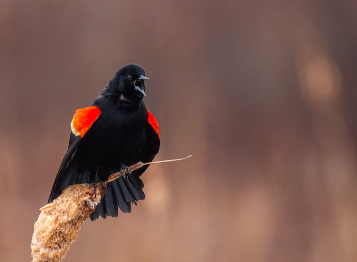 Red-winged Blackbird - ML617276249