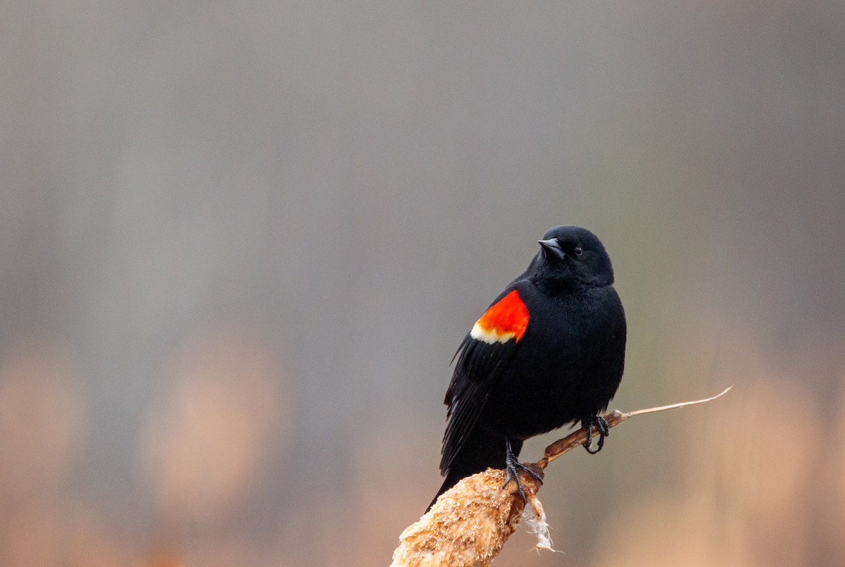 Red-winged Blackbird - ML617276250