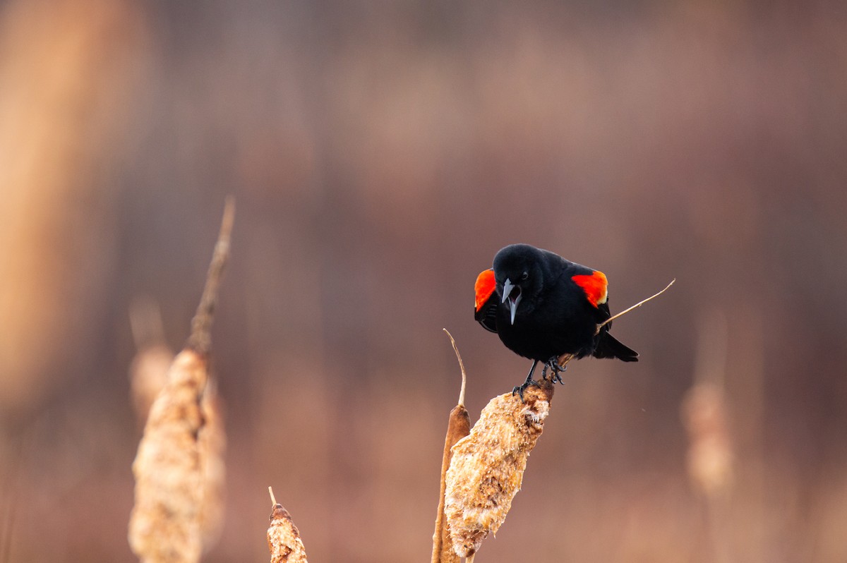 Red-winged Blackbird - ML617276252