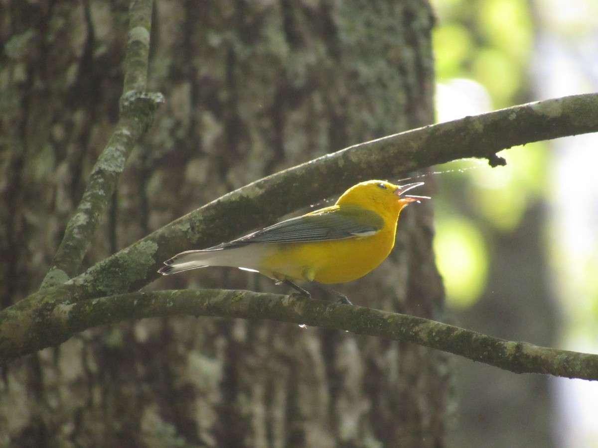 Prothonotary Warbler - ML617276257