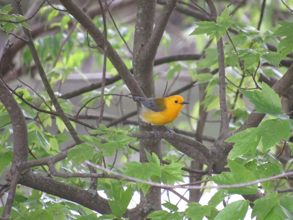 Prothonotary Warbler - ML617276258