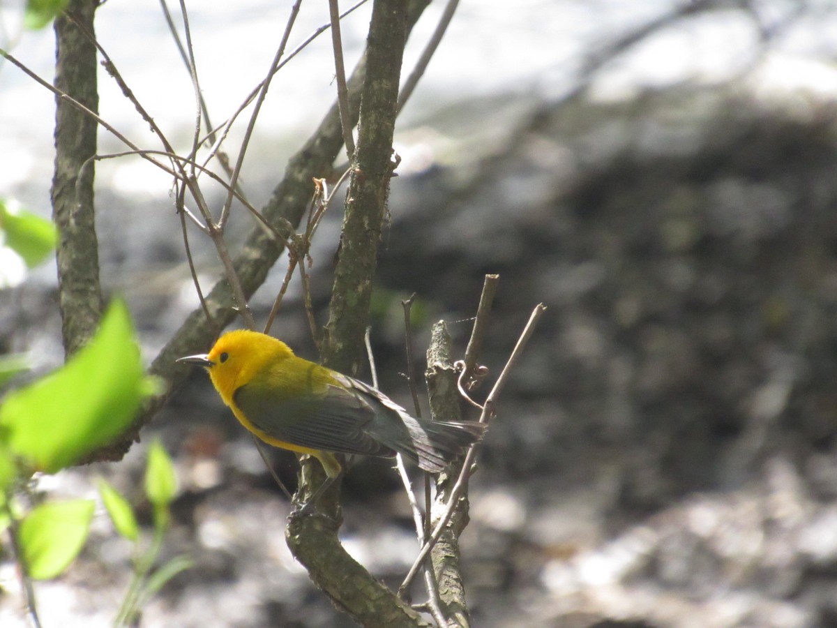 Prothonotary Warbler - ML617276270