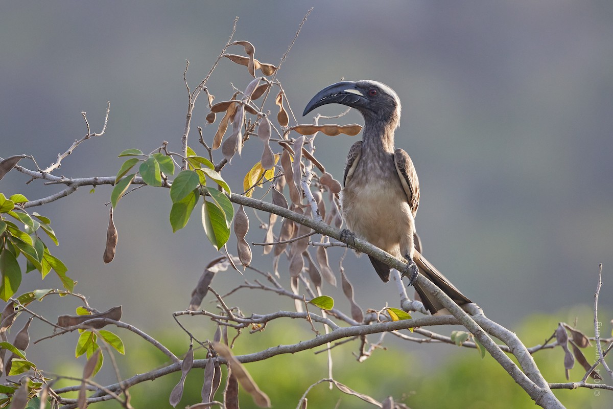 African Gray Hornbill - ML617276290