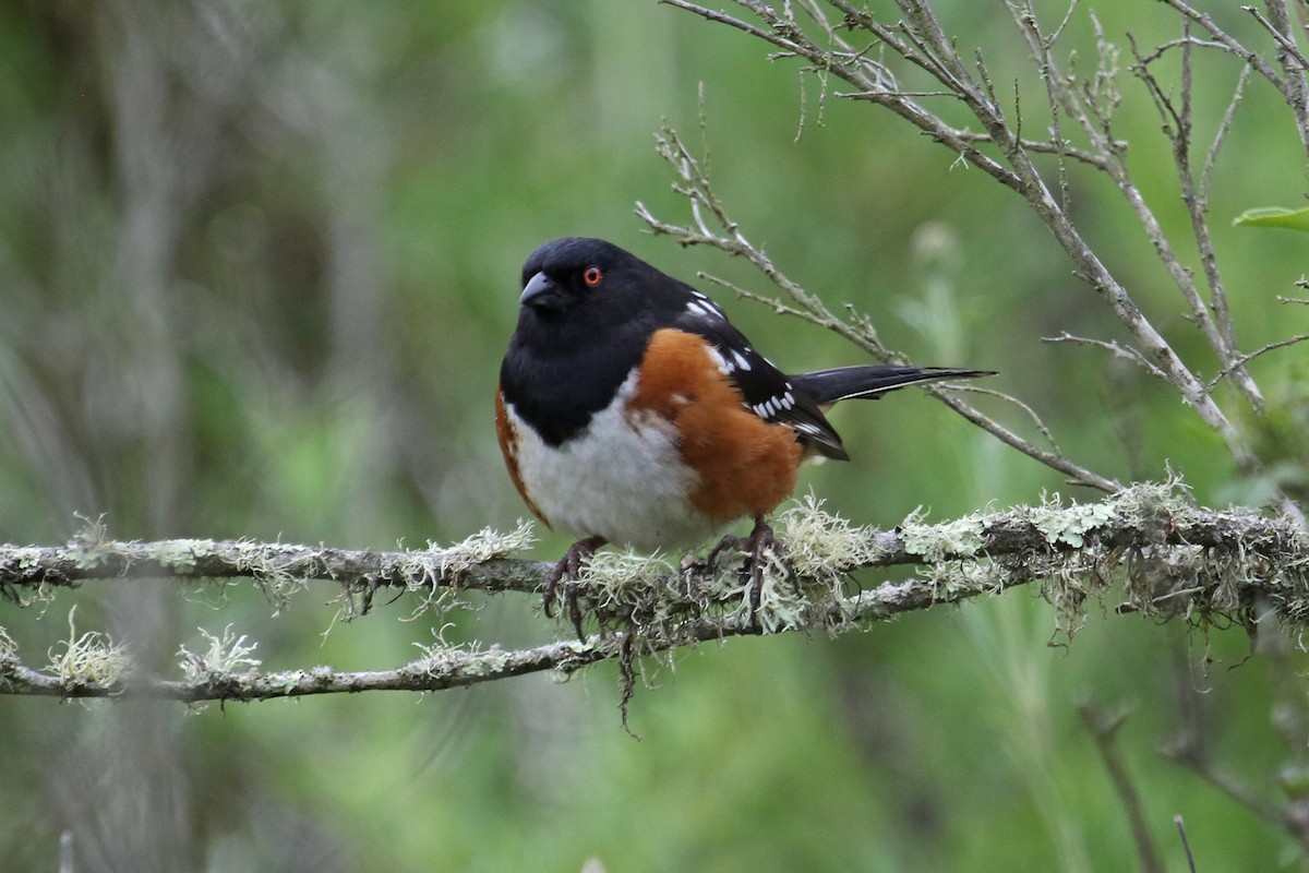 Spotted Towhee - Jamie Chavez