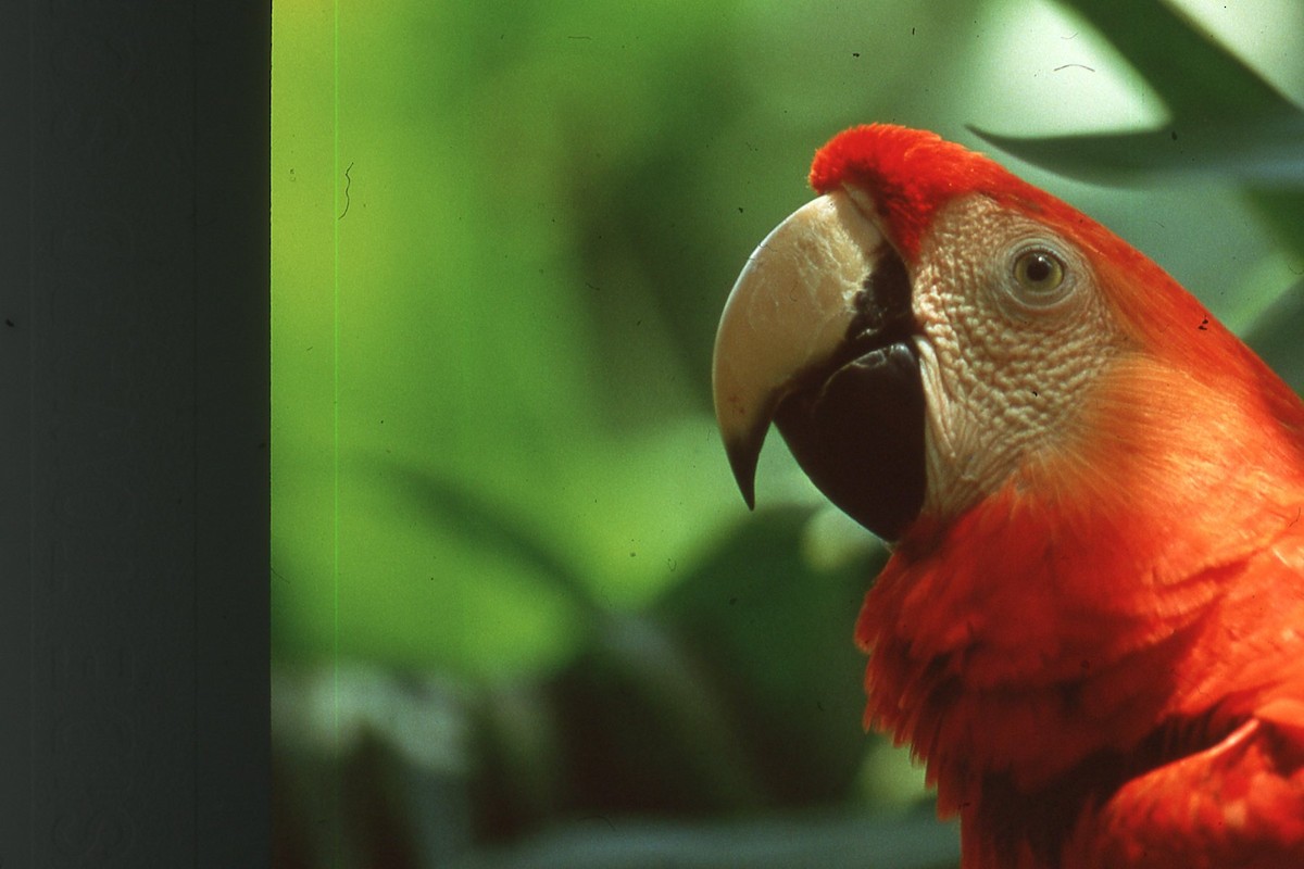 Scarlet Macaw - ML617276552