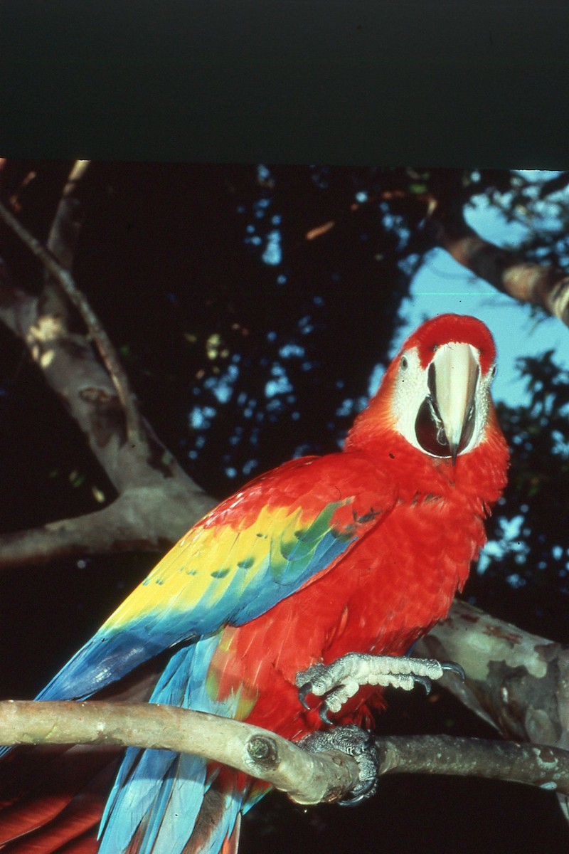Scarlet Macaw - ML617276553