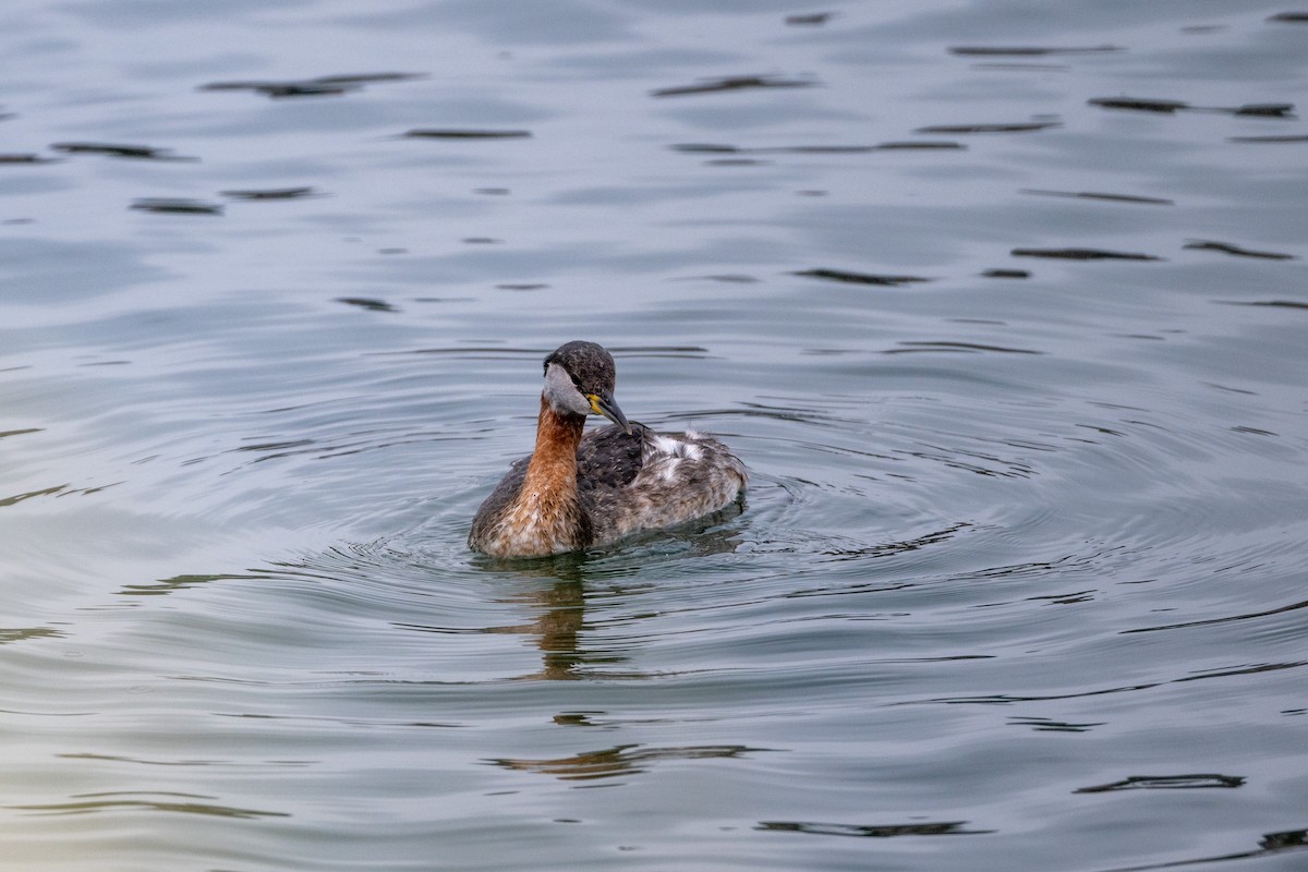 Red-necked Grebe - ML617276730