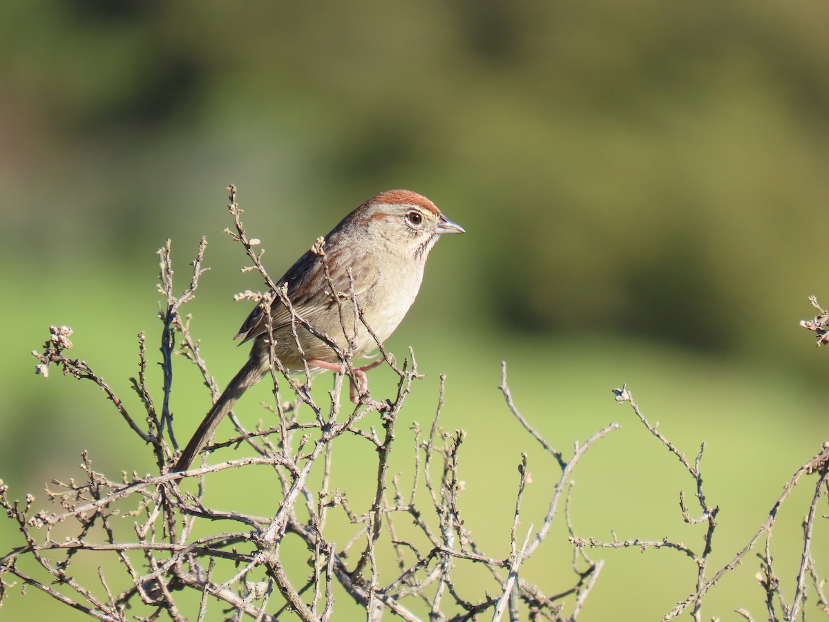 Rufous-crowned Sparrow - ML617276904