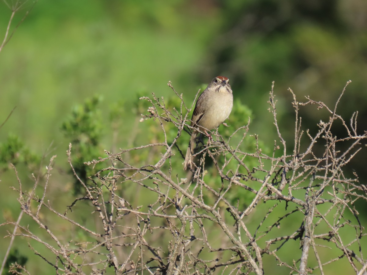 Rufous-crowned Sparrow - ML617276931