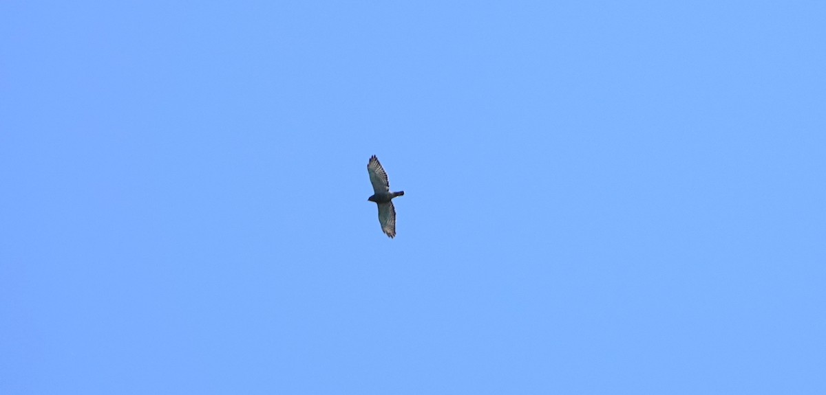 Broad-winged Hawk - ML617277075
