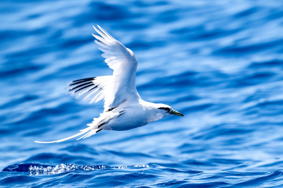 White-tailed Tropicbird (Pacific) - Michael Carion