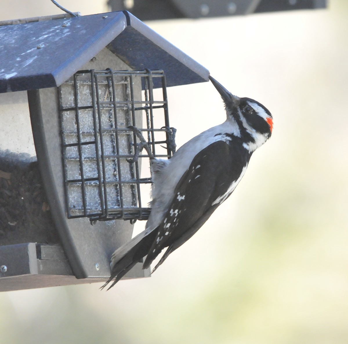 Hairy Woodpecker (Rocky Mts.) - Scott Somershoe
