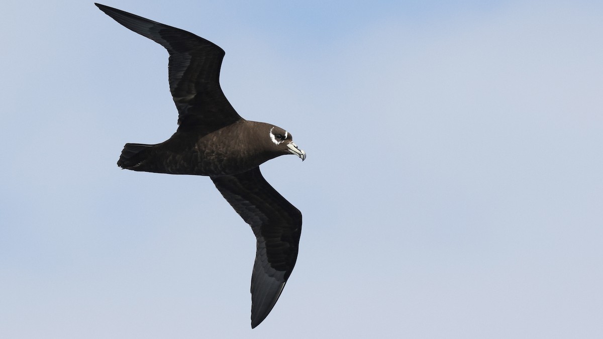 Spectacled Petrel - ML617277192