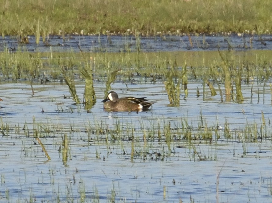 Blue-winged Teal - ML617277243