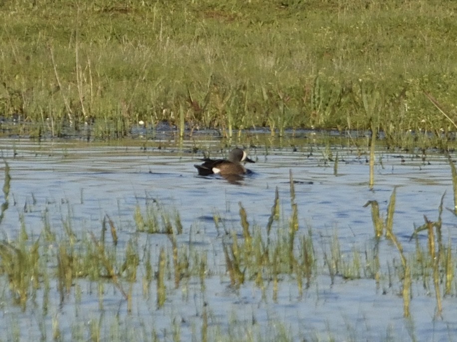 Blue-winged Teal - ML617277245