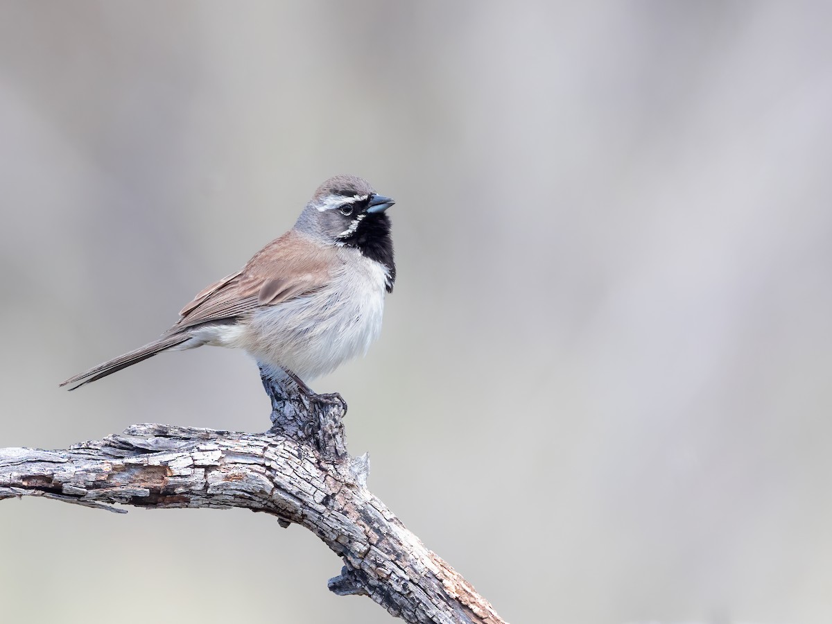 Black-throated Sparrow - Steve Wickliffe