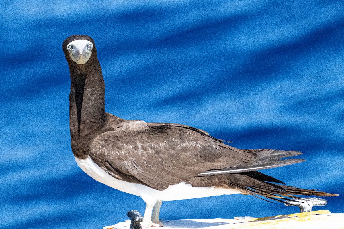Brown Booby - ML617277316