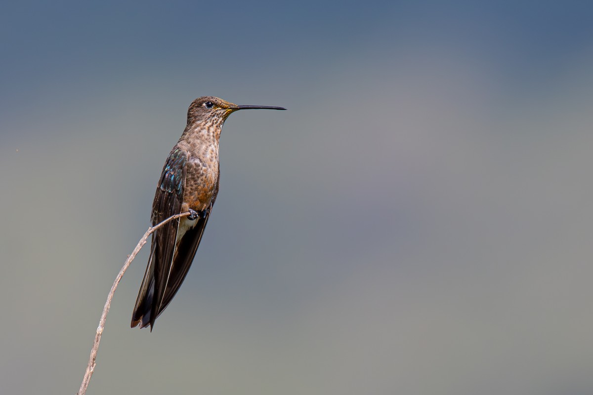 Giant Hummingbird - Soumyadeep  Chatterjee