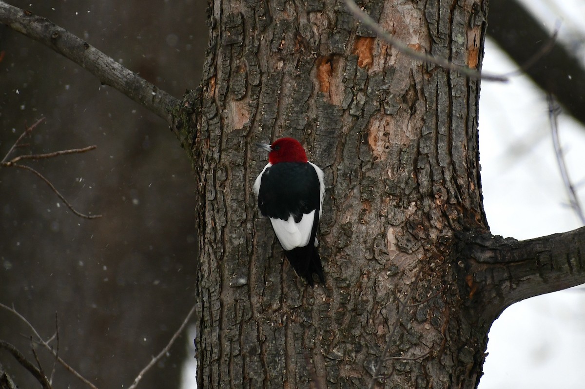 Red-headed Woodpecker - ML617277474