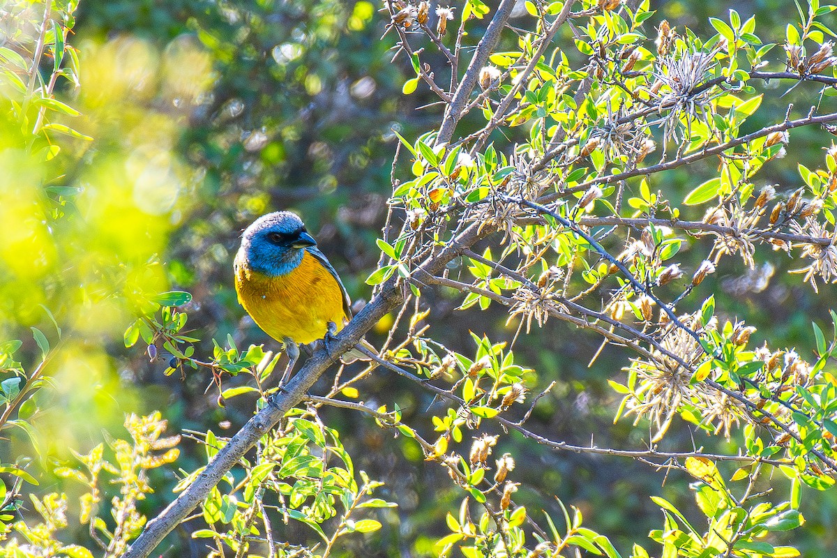 Blue-and-yellow Tanager - ML617277515