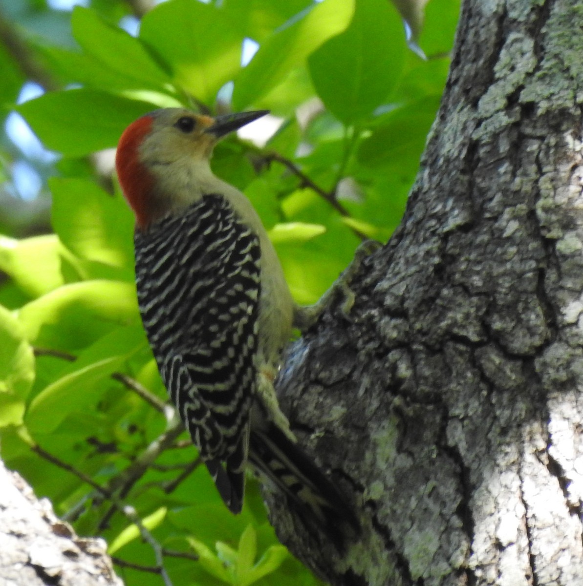 Red-bellied Woodpecker - Patrick McMahon