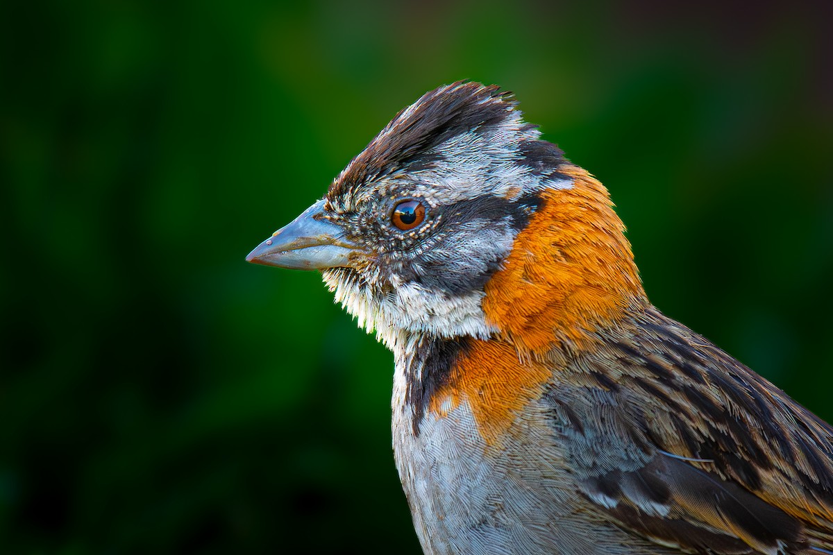 Rufous-collared Sparrow - Soumyadeep  Chatterjee