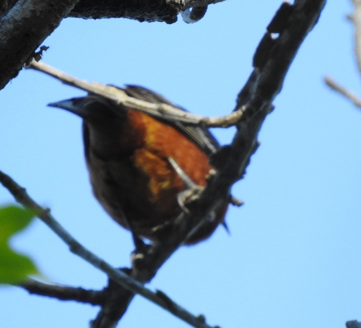 Orchard Oriole - ML617277573