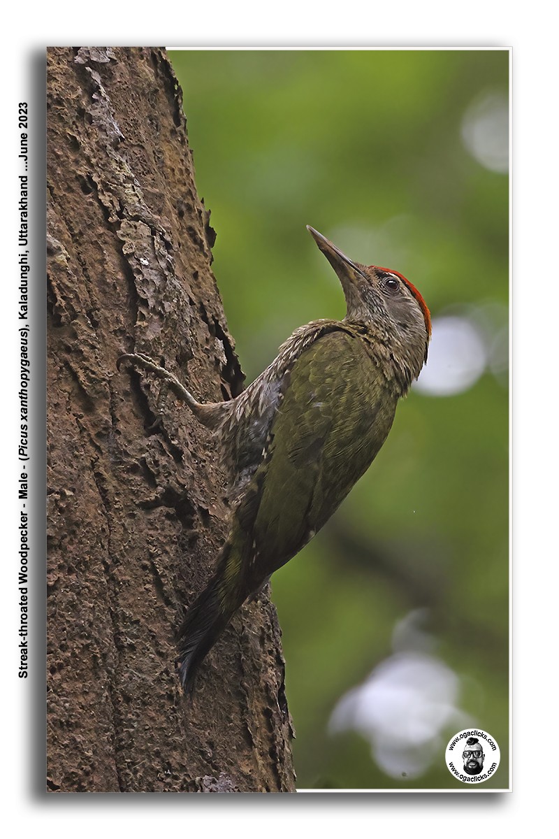 Streak-throated Woodpecker - ML617277614