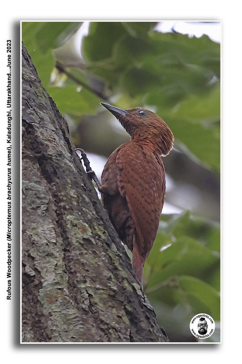 Rufous Woodpecker - ML617277617