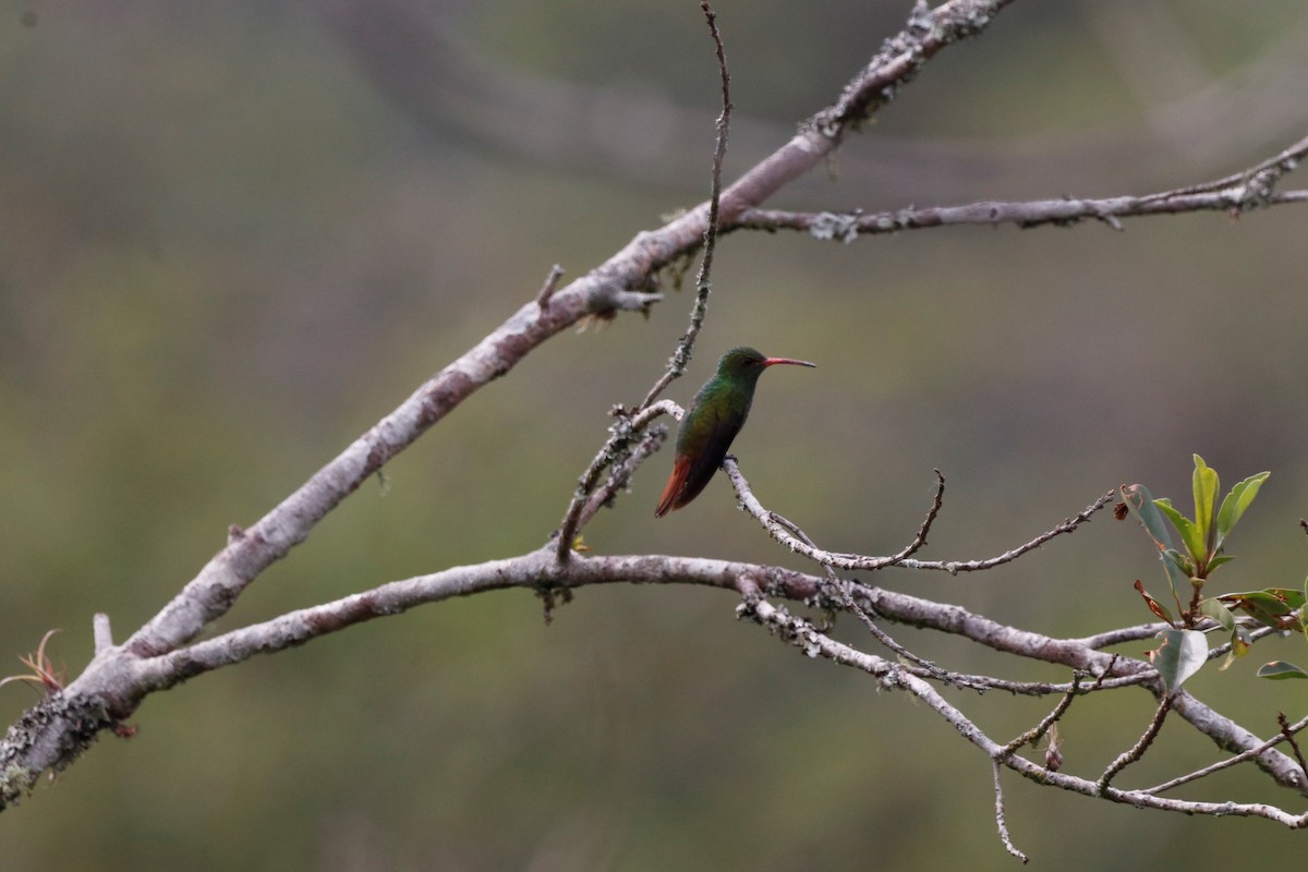 Rufous-tailed Hummingbird - ML617277623