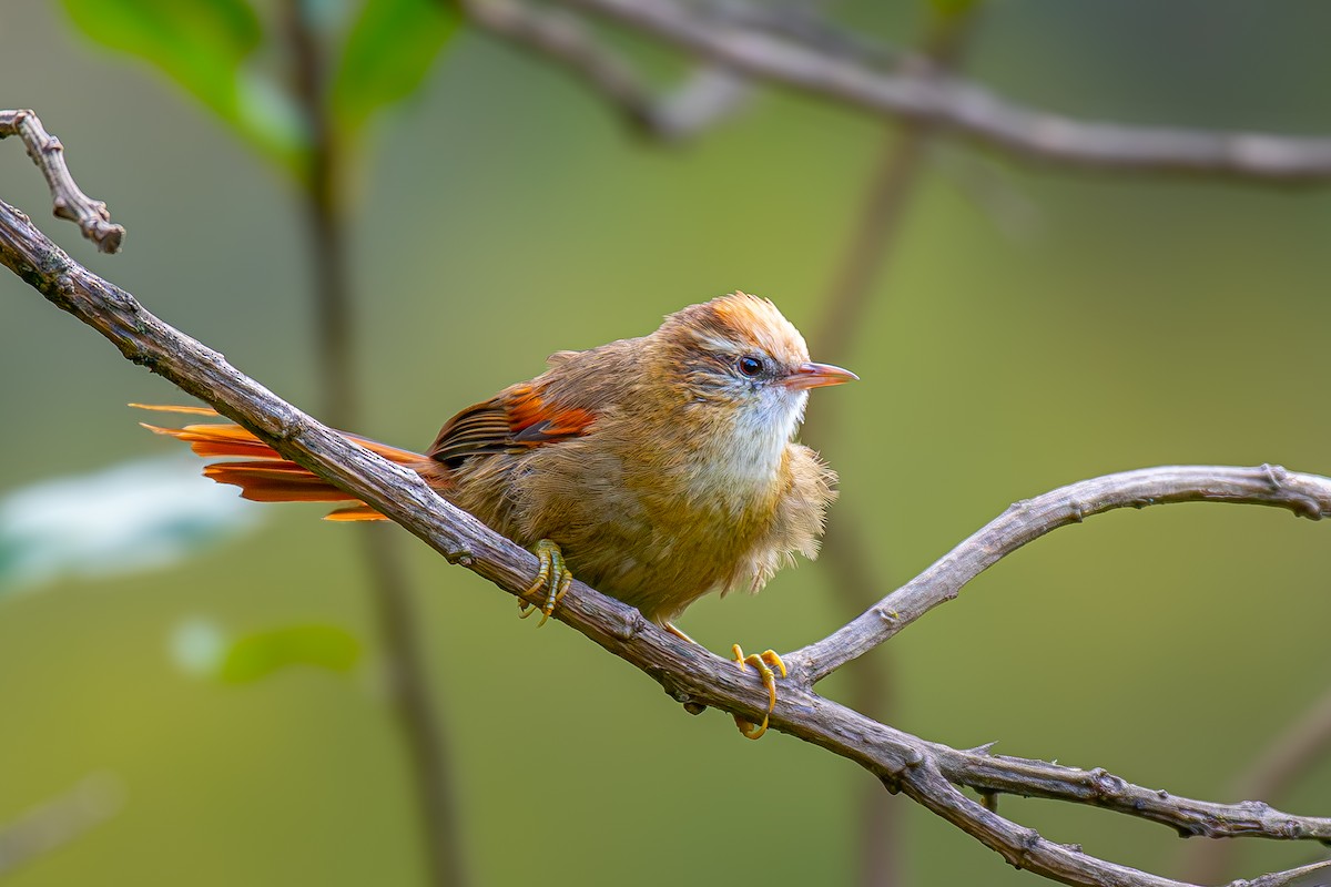 Creamy-crested Spinetail - ML617277627