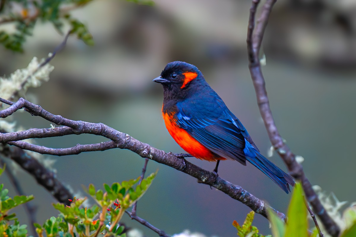 Scarlet-bellied Mountain Tanager - ML617277676