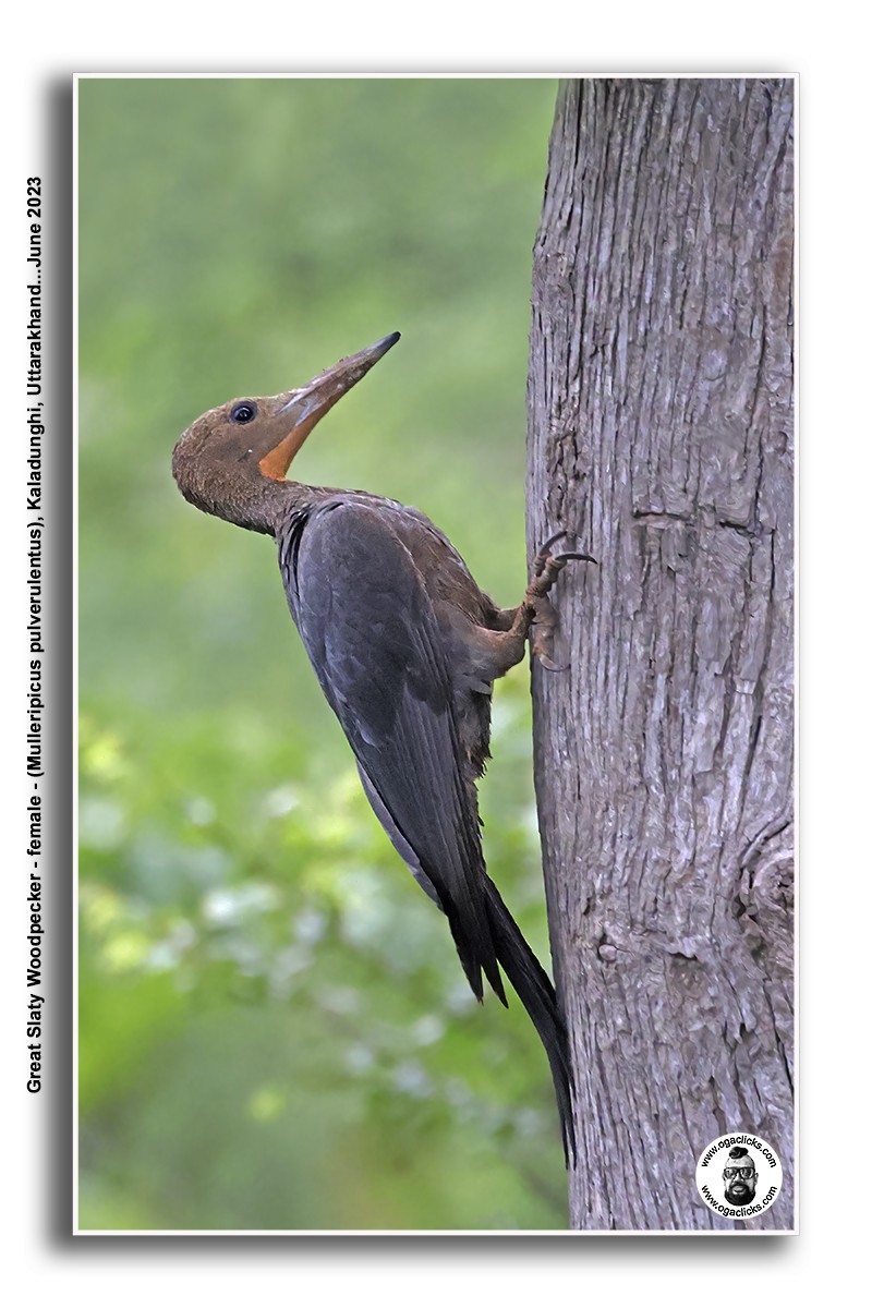 Great Slaty Woodpecker - ML617277678