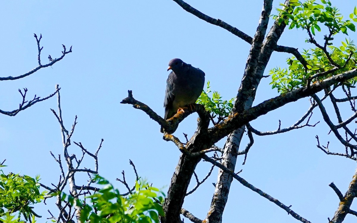 Band-tailed Pigeon - ML617277694