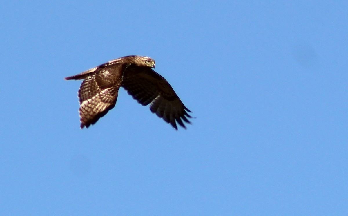 Red-tailed Hawk - Johanna Juntunen