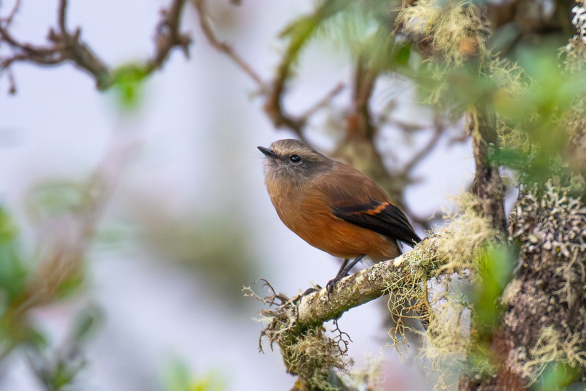 Brown-backed Chat-Tyrant - ML617277712